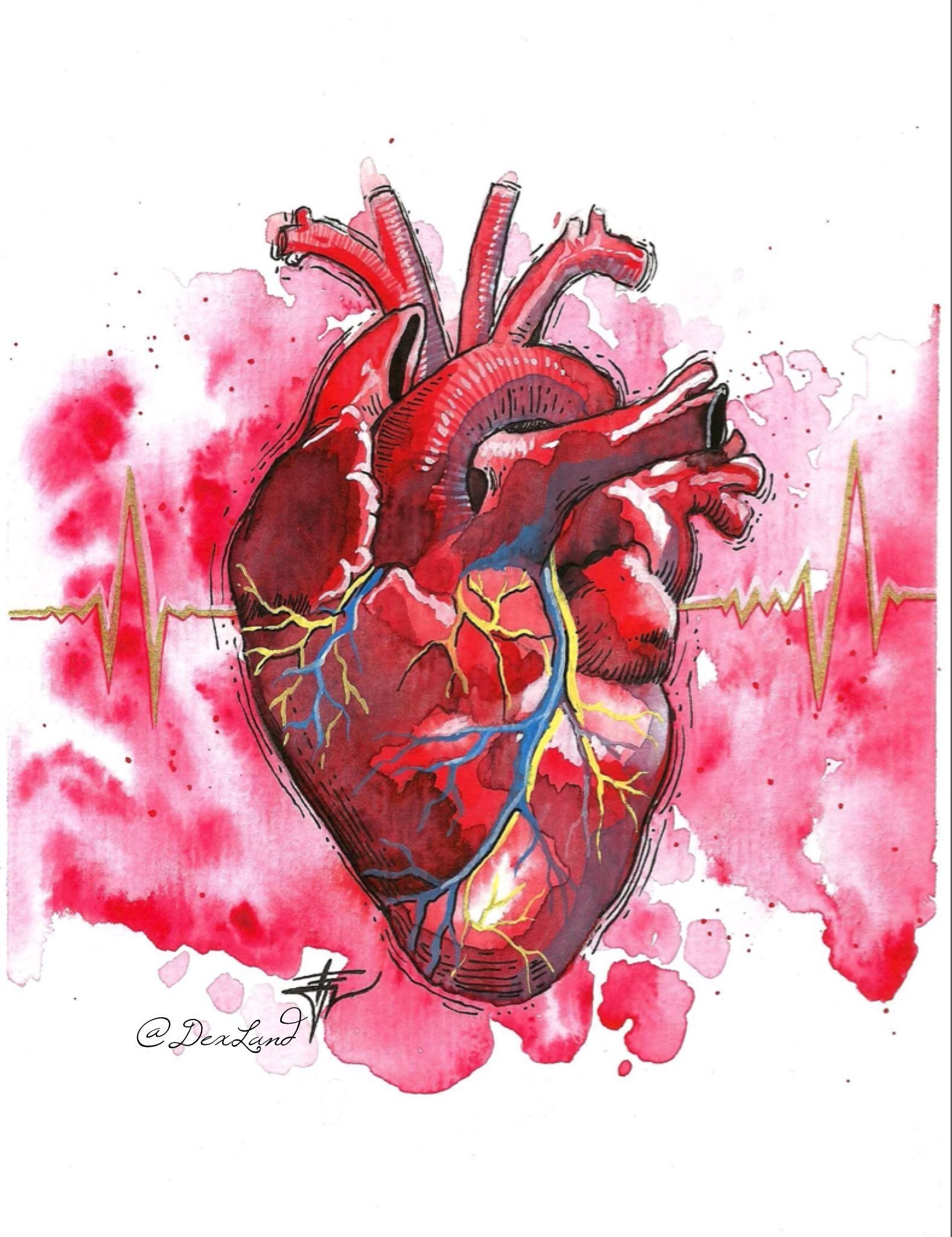 Орган сердце человека рисунок. Человеческое сердце анатомия.