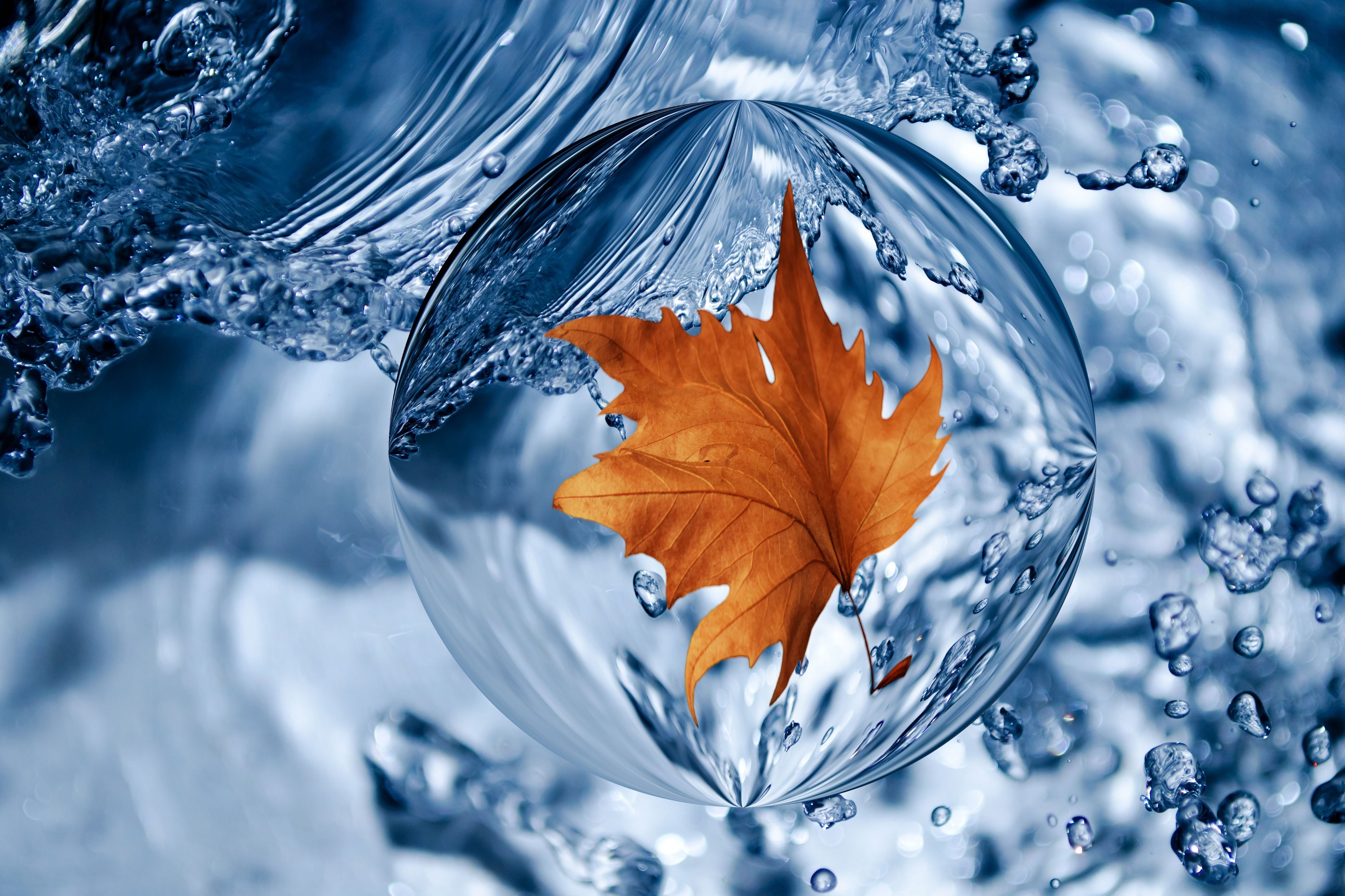 Попав в листья вода с поверхности. Красивая вода. Заставка на рабочий стол вода. Капли воды. Осень вода.