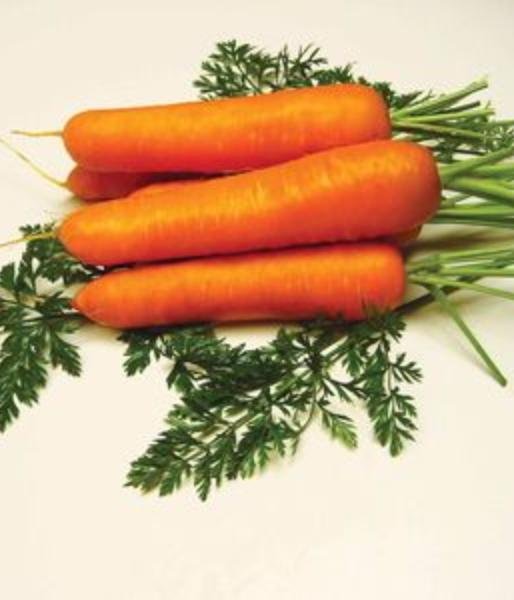 Морковка для рисования