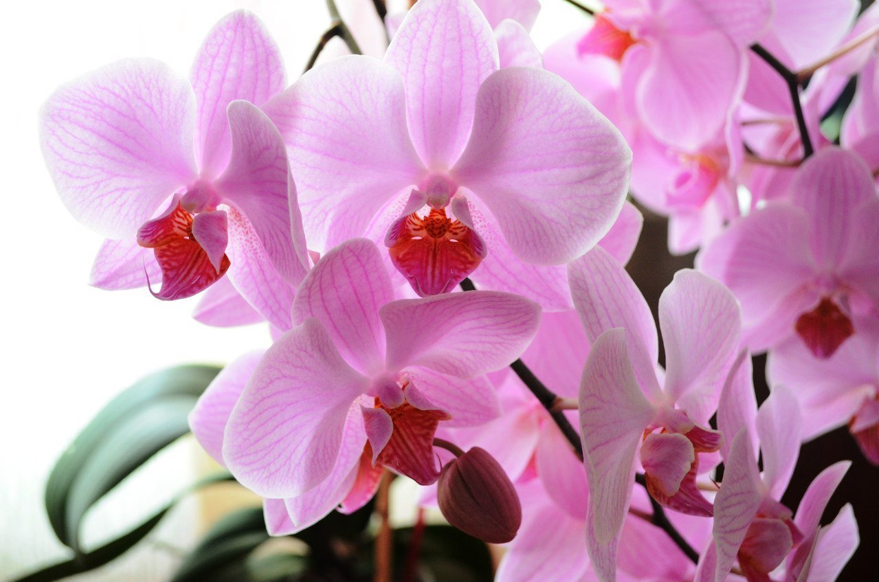 Королевская Орхидея