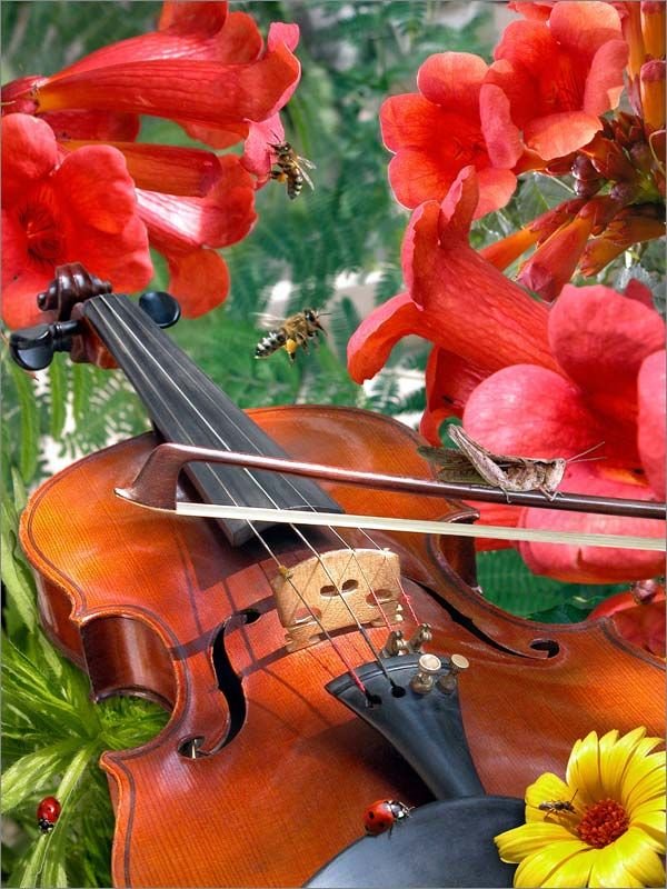 Весенняя скрипка