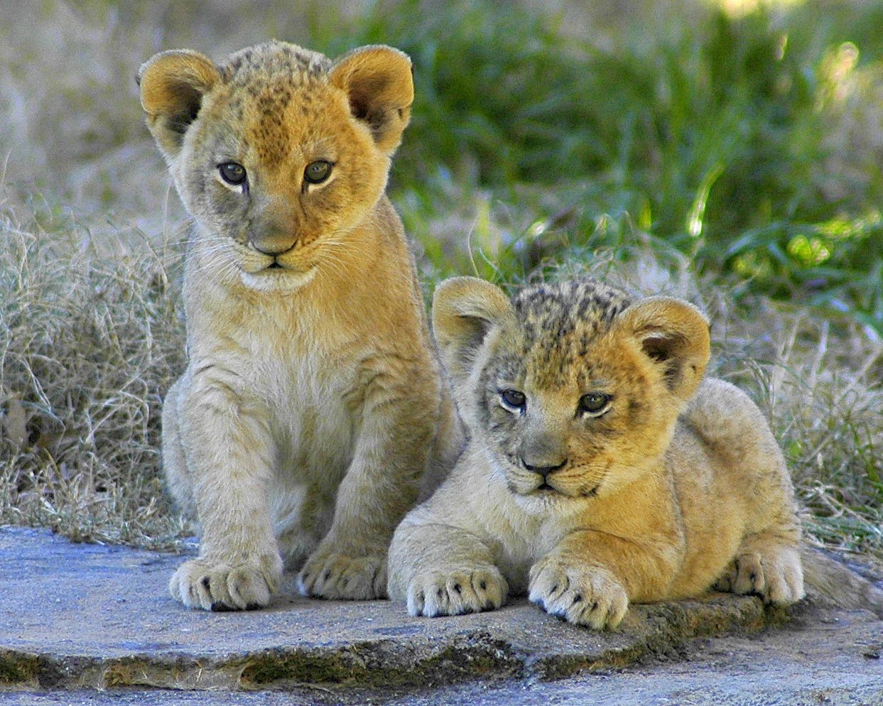 Детеныши картинки. Маленький Львенок. Красивый Львенок. Львята и тигрята. Милые львята.