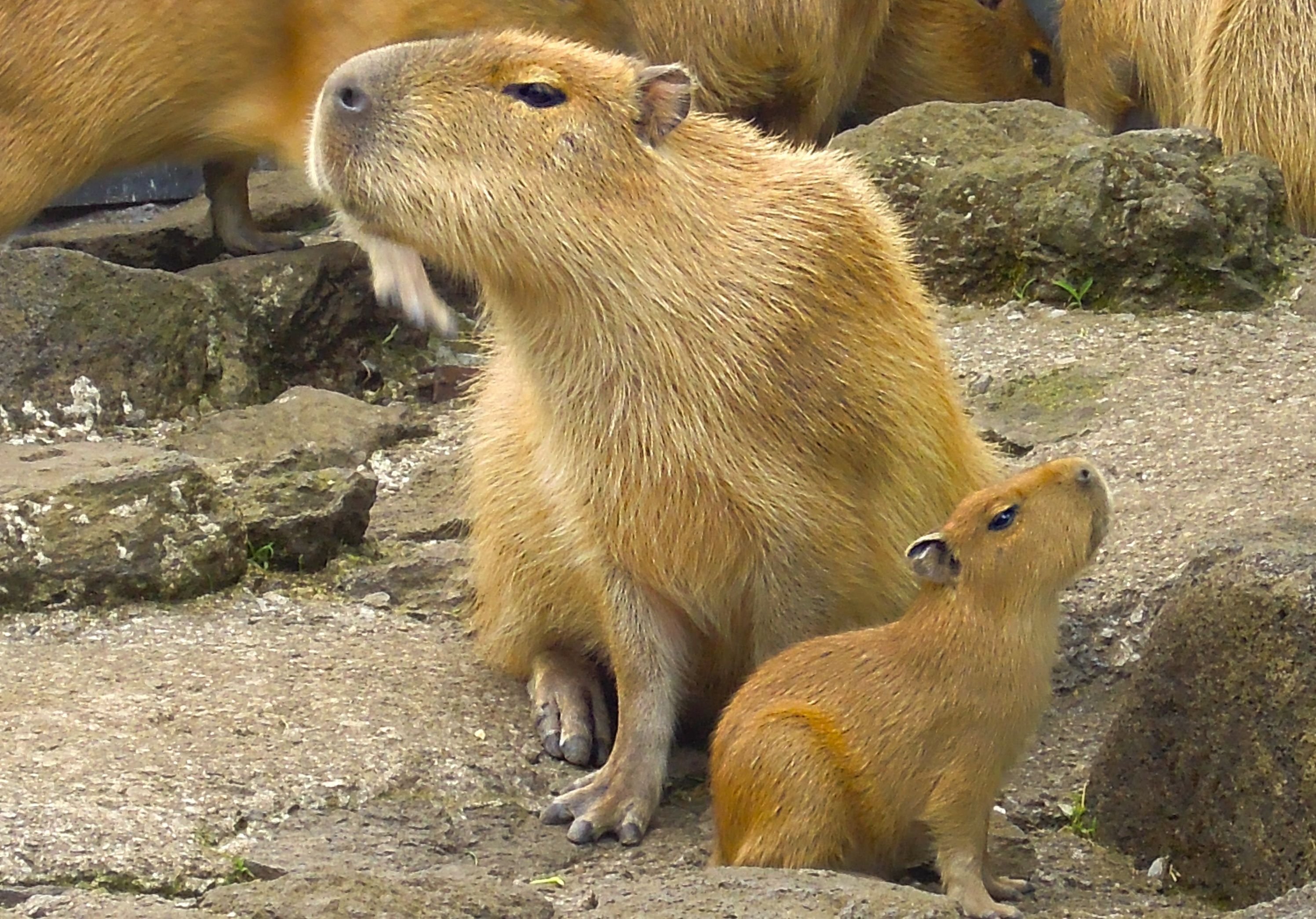 My pets capybaras