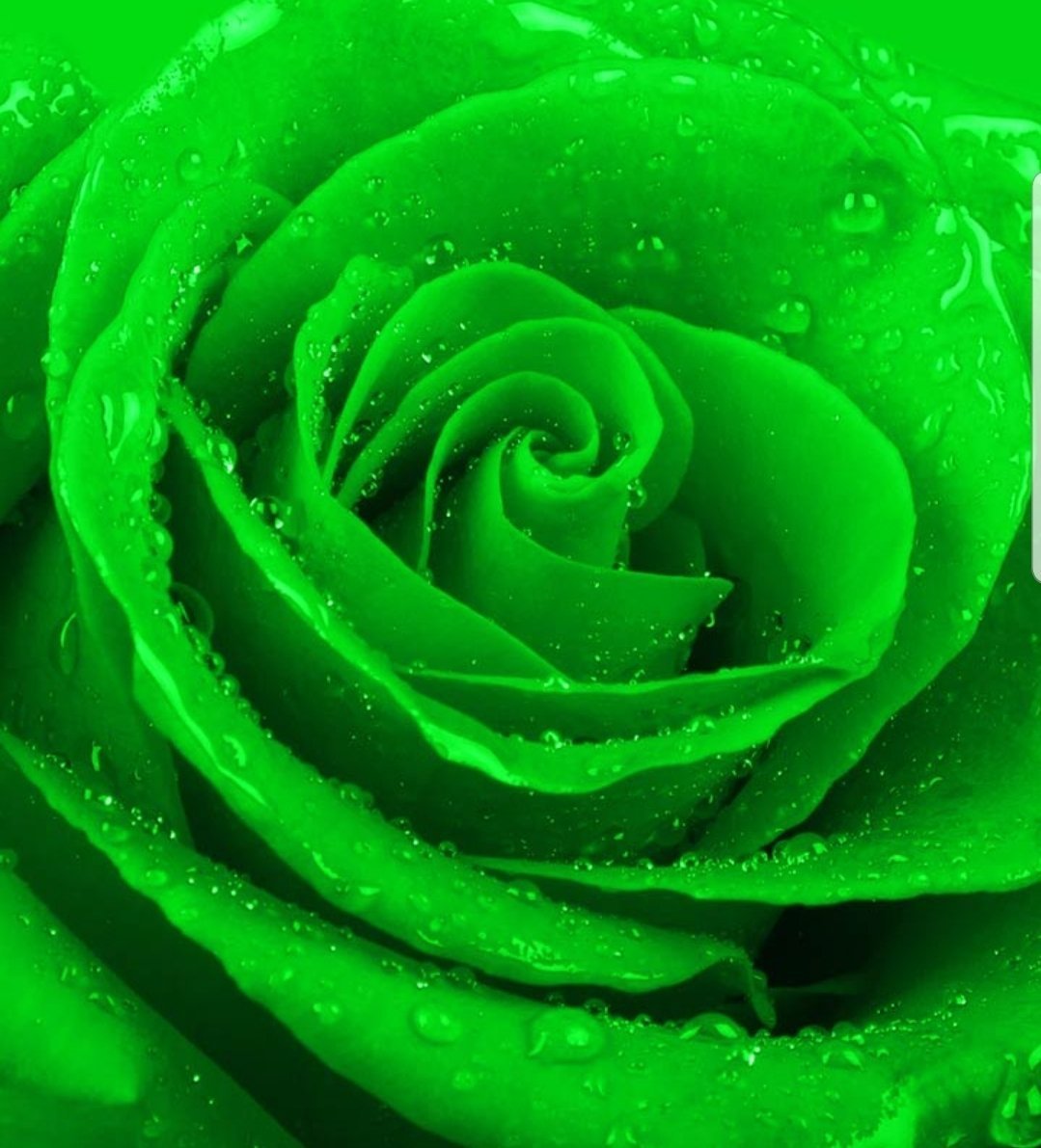 Зеленые картинки. Зеленые розы. Красивый зеленый. Красивый зеленый цвет. Желто зеленые розы.