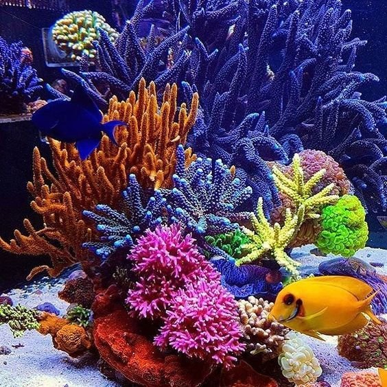 Большой Барьерный риф коралловые полипы