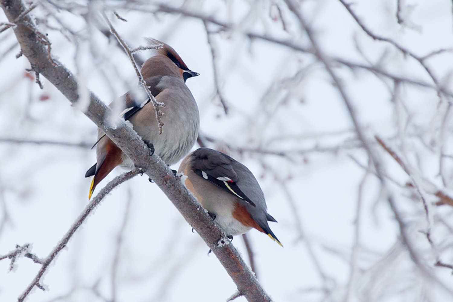 какие птицы живут в москве зимой