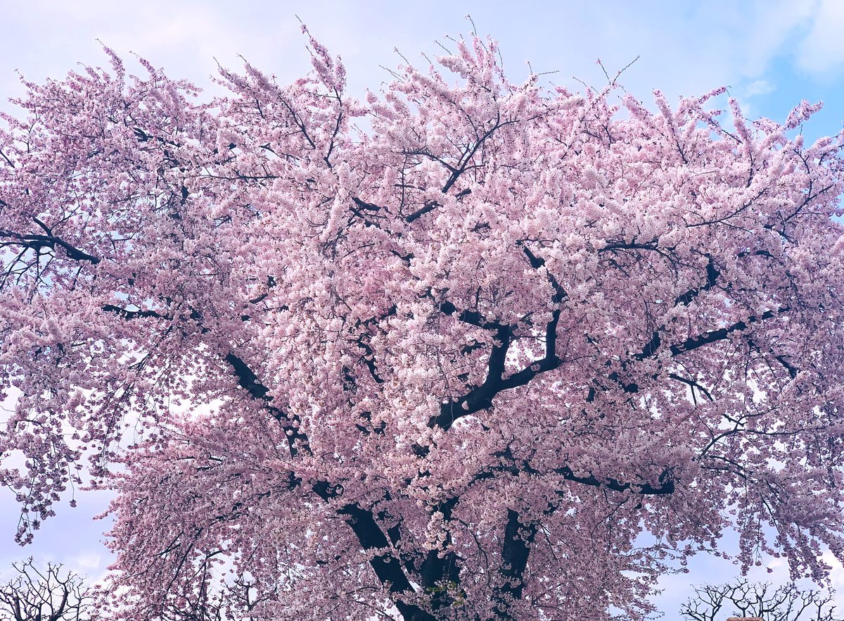 Цветущее дерево без листьев. Сакура Эдзо. Сакура ствол дерева. Деревья в Японии. Сакура дерево цветение.