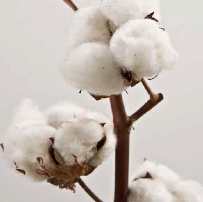 Тонковолокнистый хлопок