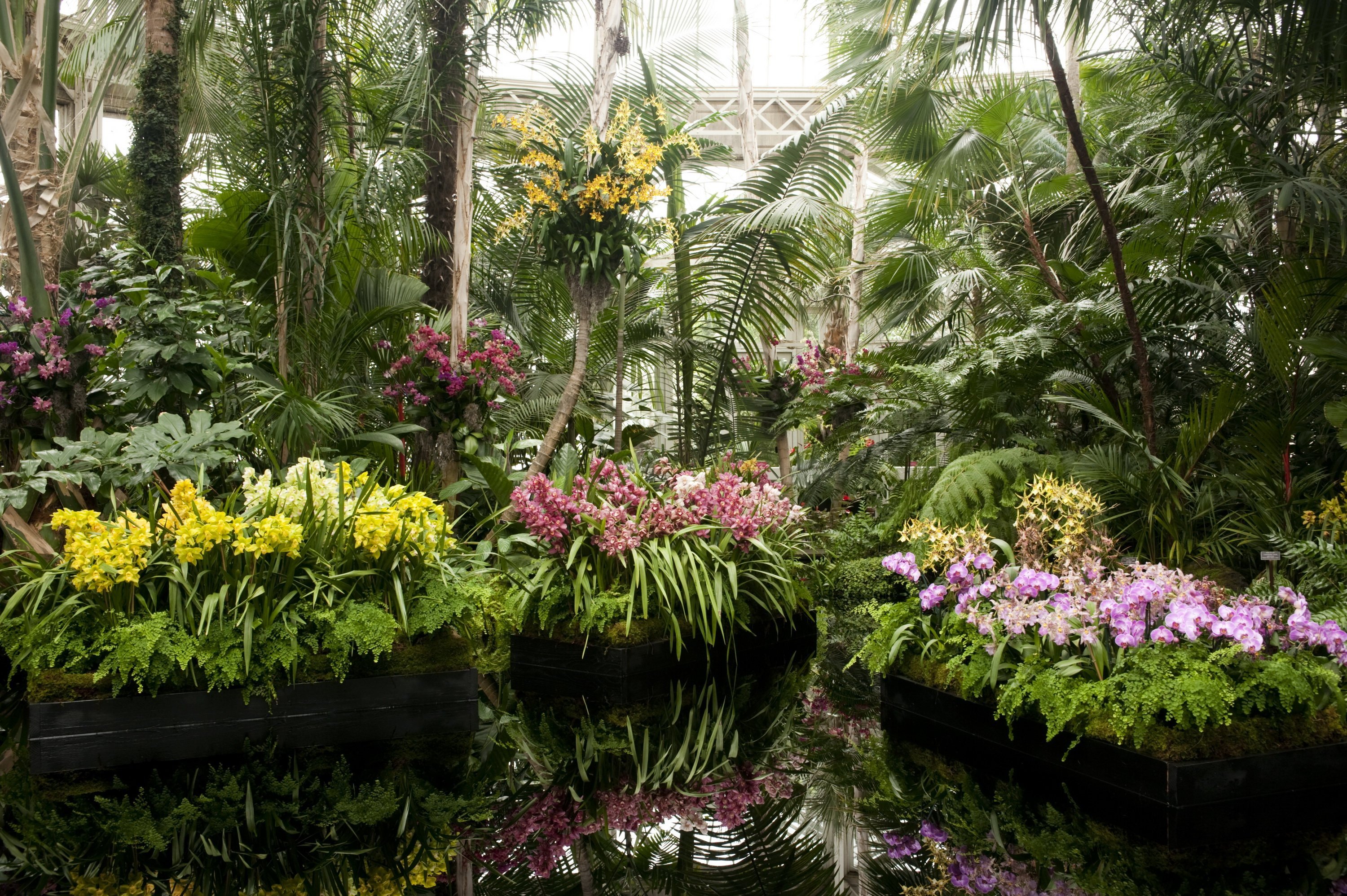 Какие растения в ботаническом саду. Нью-йоркский Ботанический сад. Орхидеи в Ботаническом саду. Ботанический сад Кью орхидеи. Ботанический сад Цицина оранжерея орхидей.