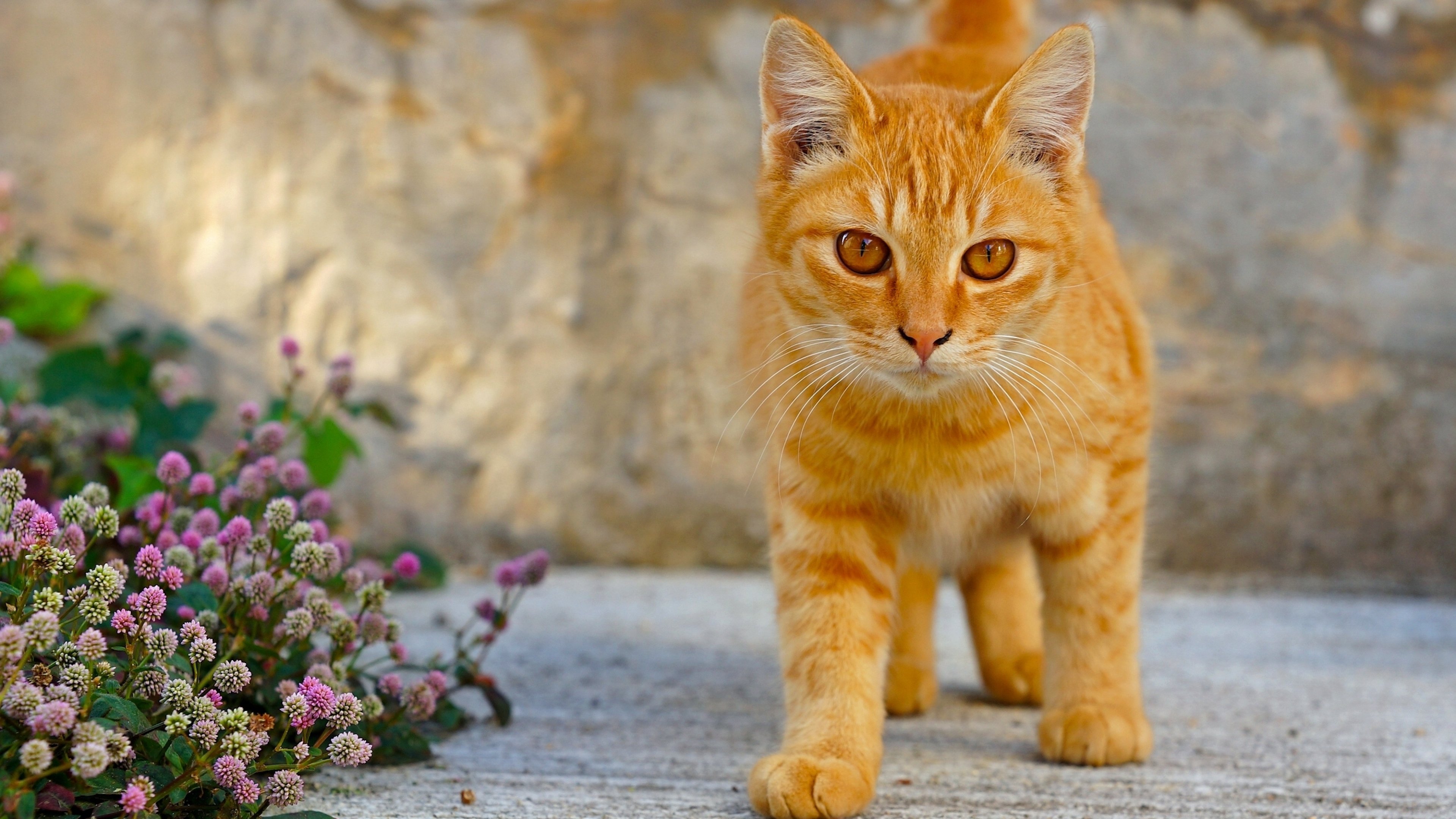 Красиво про кота. Охос азулес кошка рыжий. Бразильская короткошерстная кошка рыжая. Цейлонская короткошерстная кошка рыжая. Рыжий котёнок.