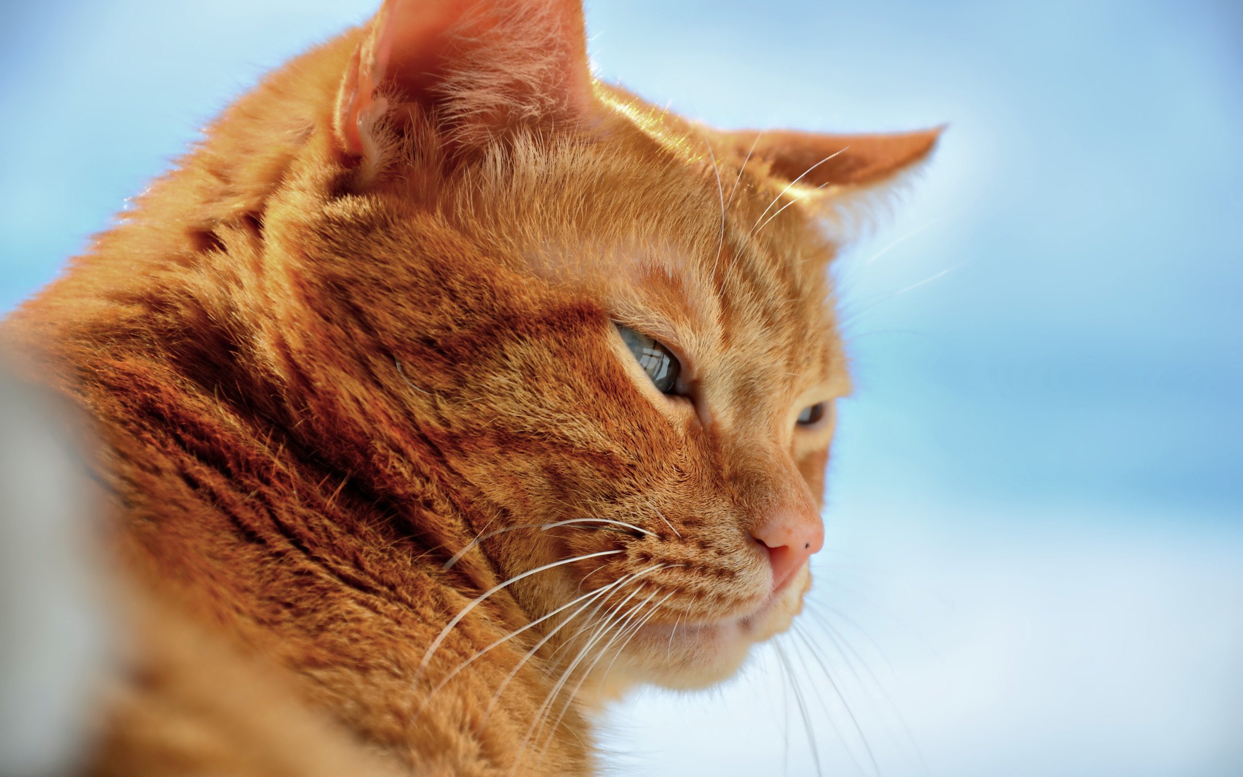Хитрый кот в мексике живет. Рыжая кошка. Рыжие породы кошек. Рыжий кот порода. Красивая рыжая кошка.
