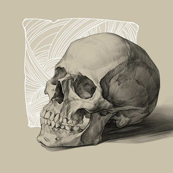Объемный череп