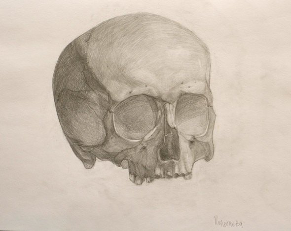 Череп в профиль