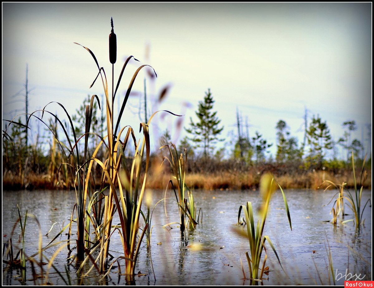 Камыши фото на воде