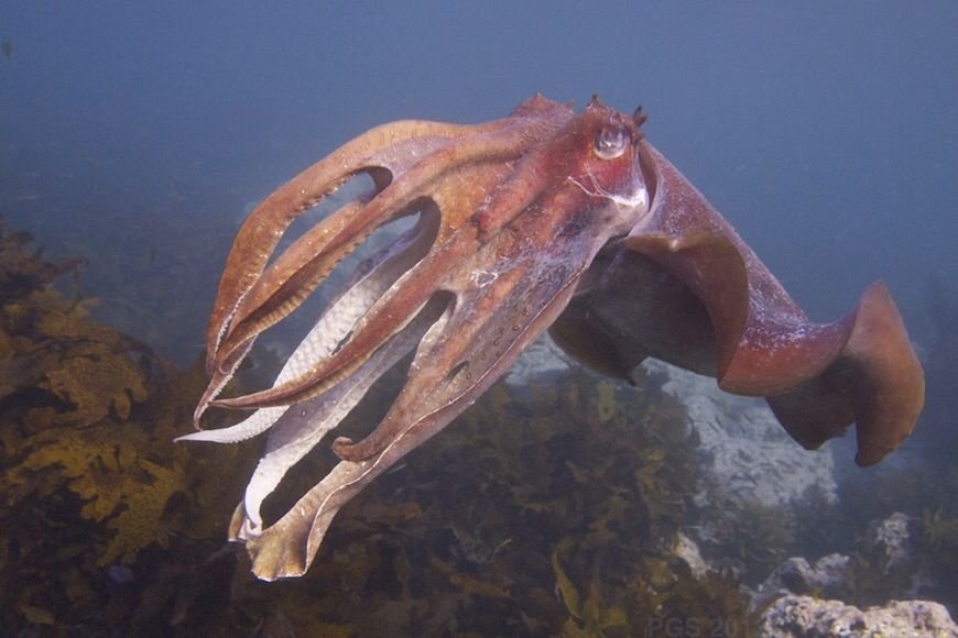 Клюв кальмара. Кальмар осьминог каракатица. Кальмар-мартиалия. Каракатица Тихого океана. Кальмар Histioteuthis heteropsis.