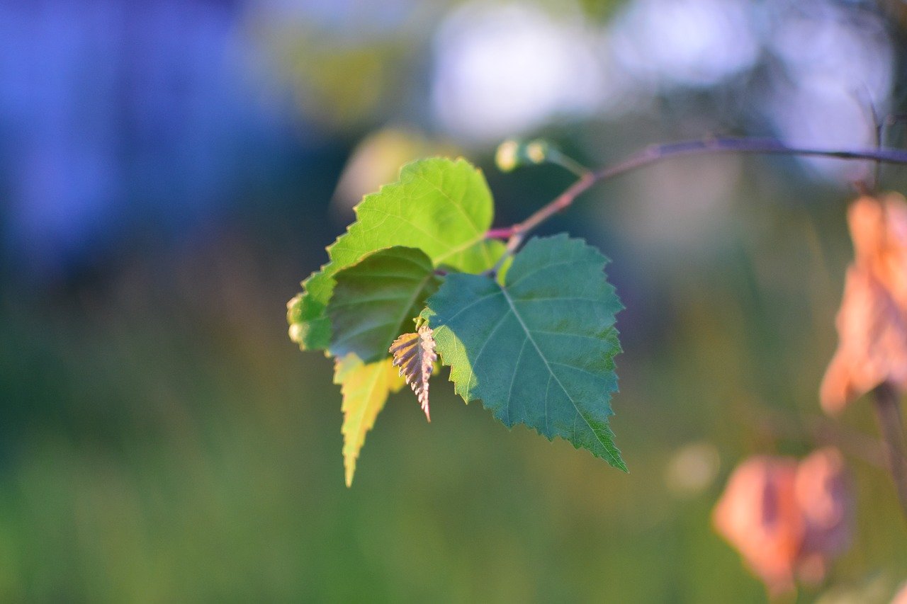 Листья березы красивое фото