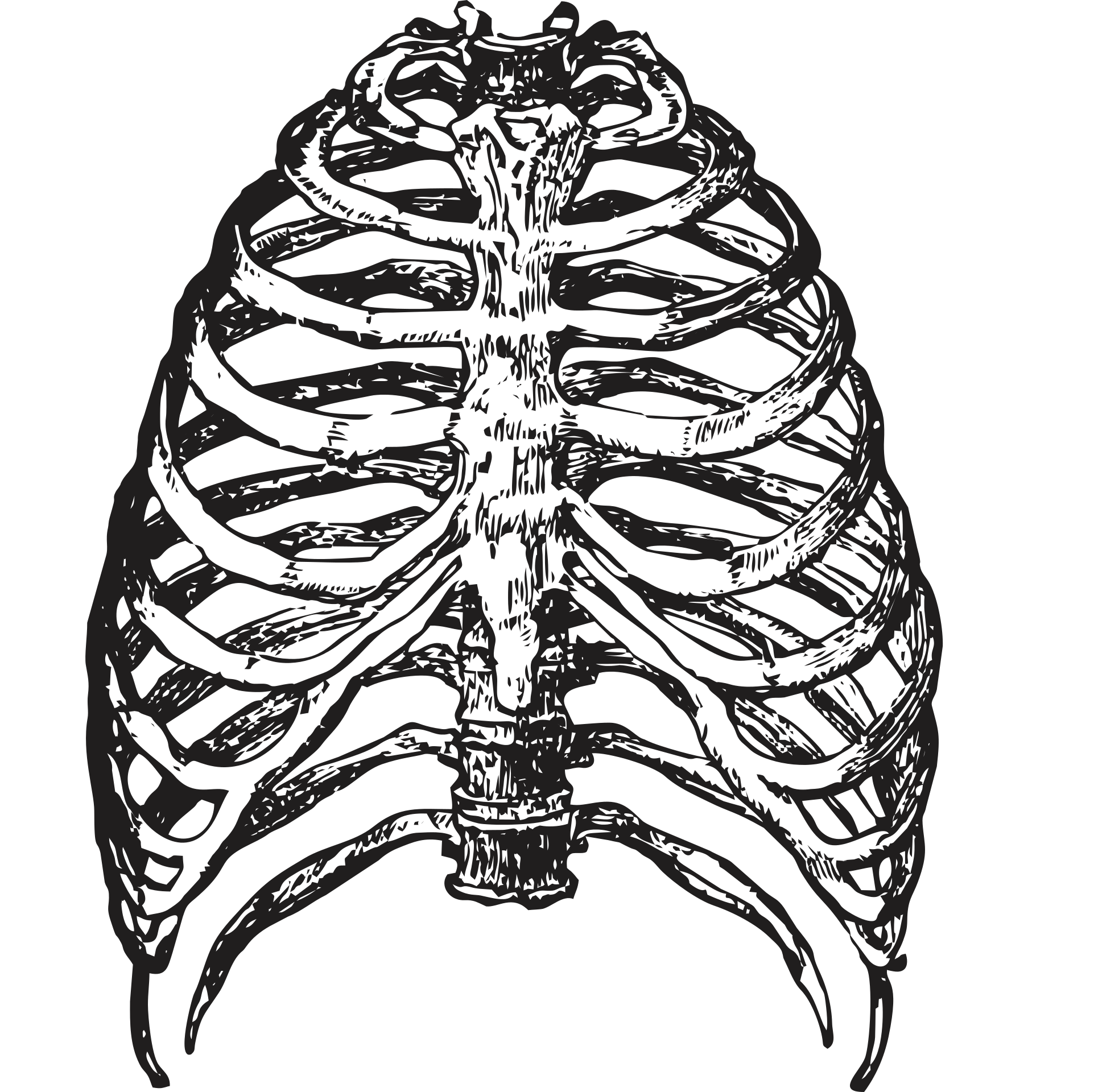 Округлая грудная клетка. Грудная клетка с ребрами и грудиной. Кости рёбер с грудиной. Скелет грудной клетки ребра. Скелет человека грудная клетка ребра.