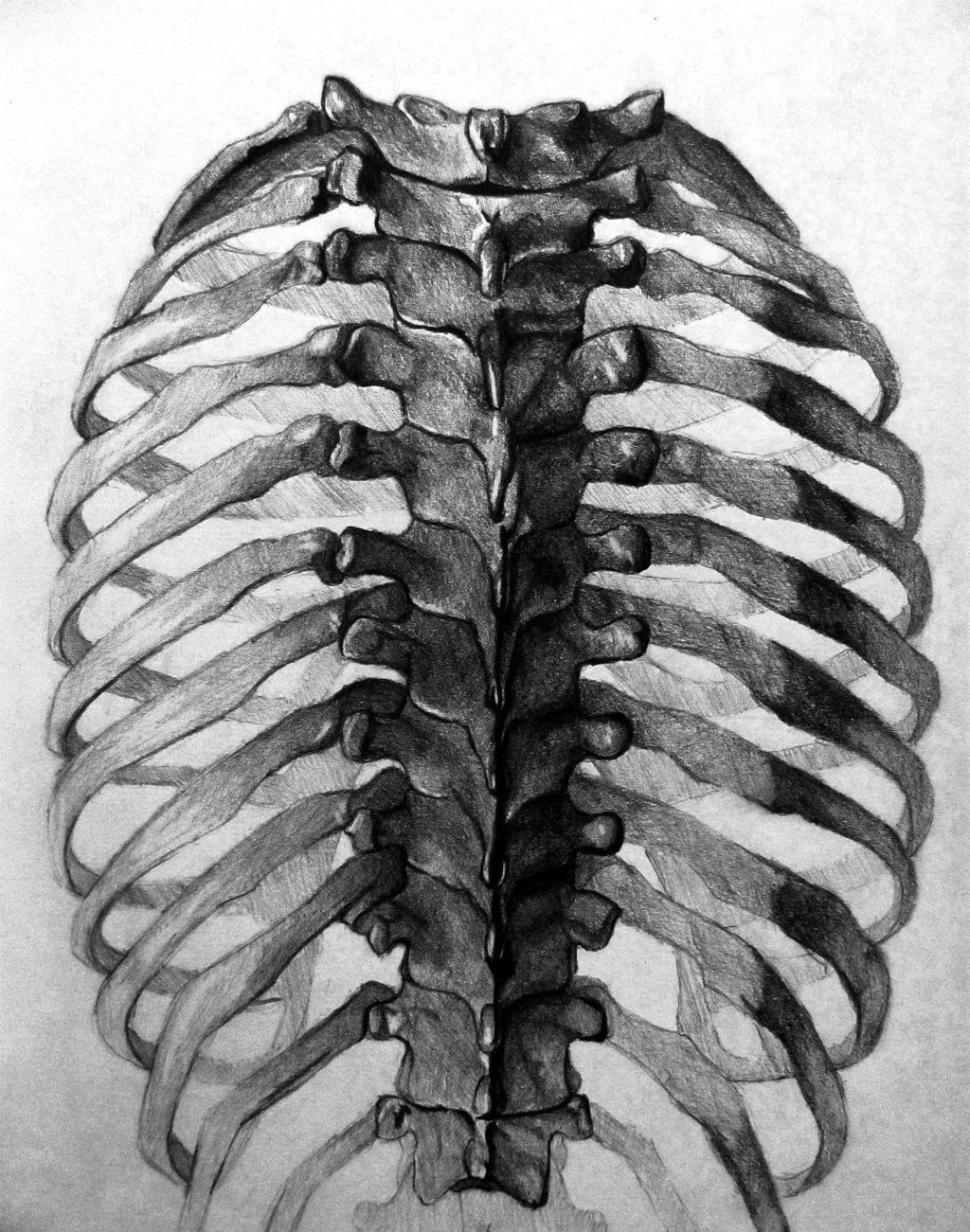 Показать ребра человека. Скелет человека ребра. Грудная клетка рентген анатомия.