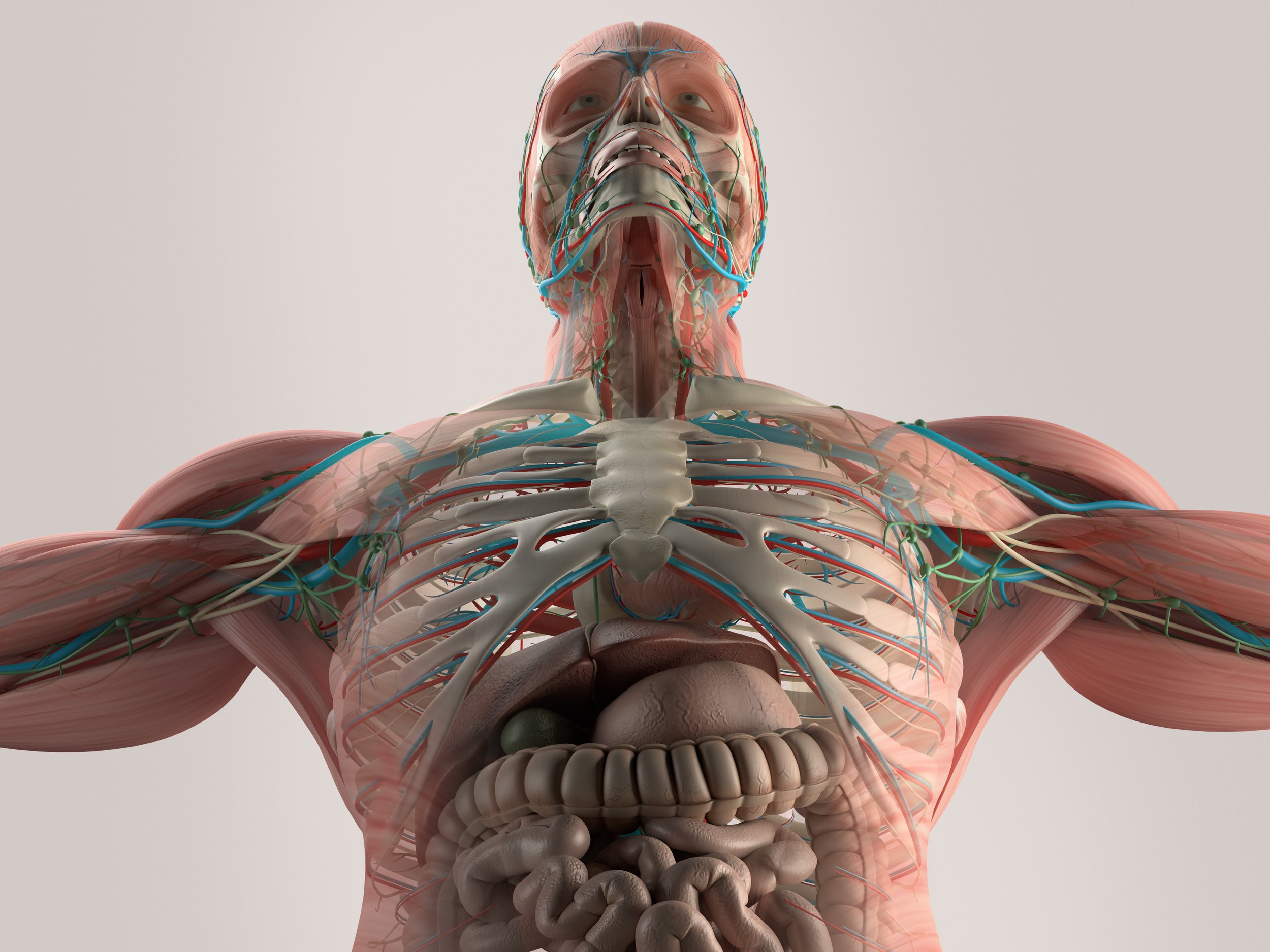 Боли внутри тела. Анатомия человека. Тело человека. Организм человека. Внутренние органы человека 3д.
