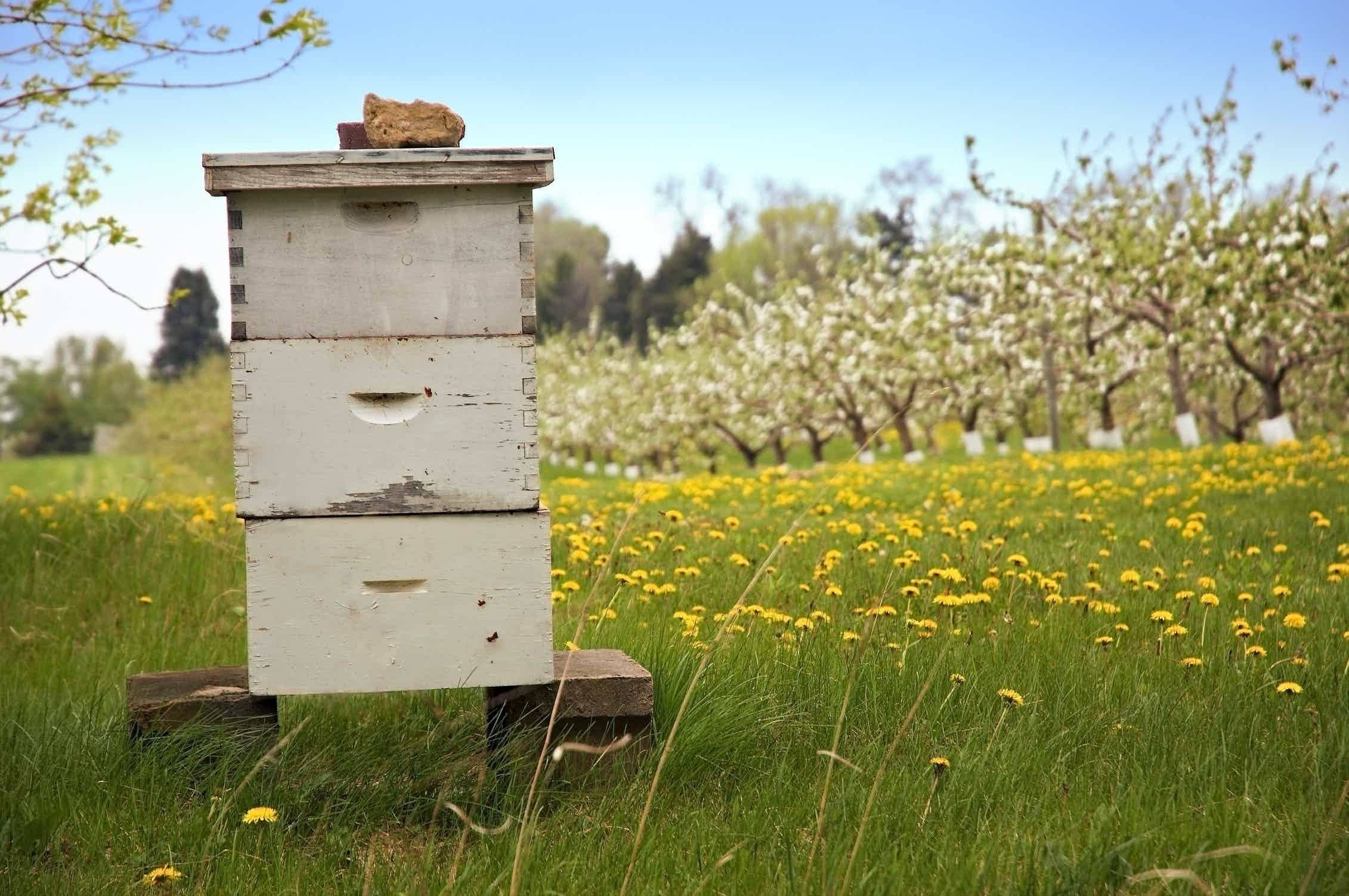 Погода в пчела. Пчелы улей пасека. "Beehive" 105мм. Левитан пасека. Олсен улей.
