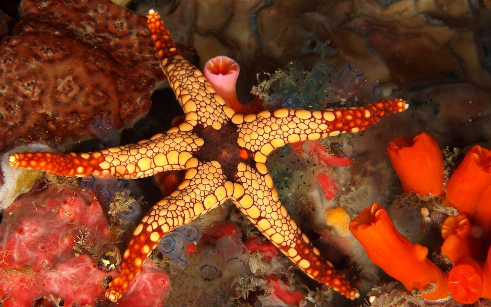 Обитатели моря. Солястер морская звезда. Сдвоенная морская звезда (Iconaster longimanus). Морская звезда зернистый кориастер. Осьминог это бентос.