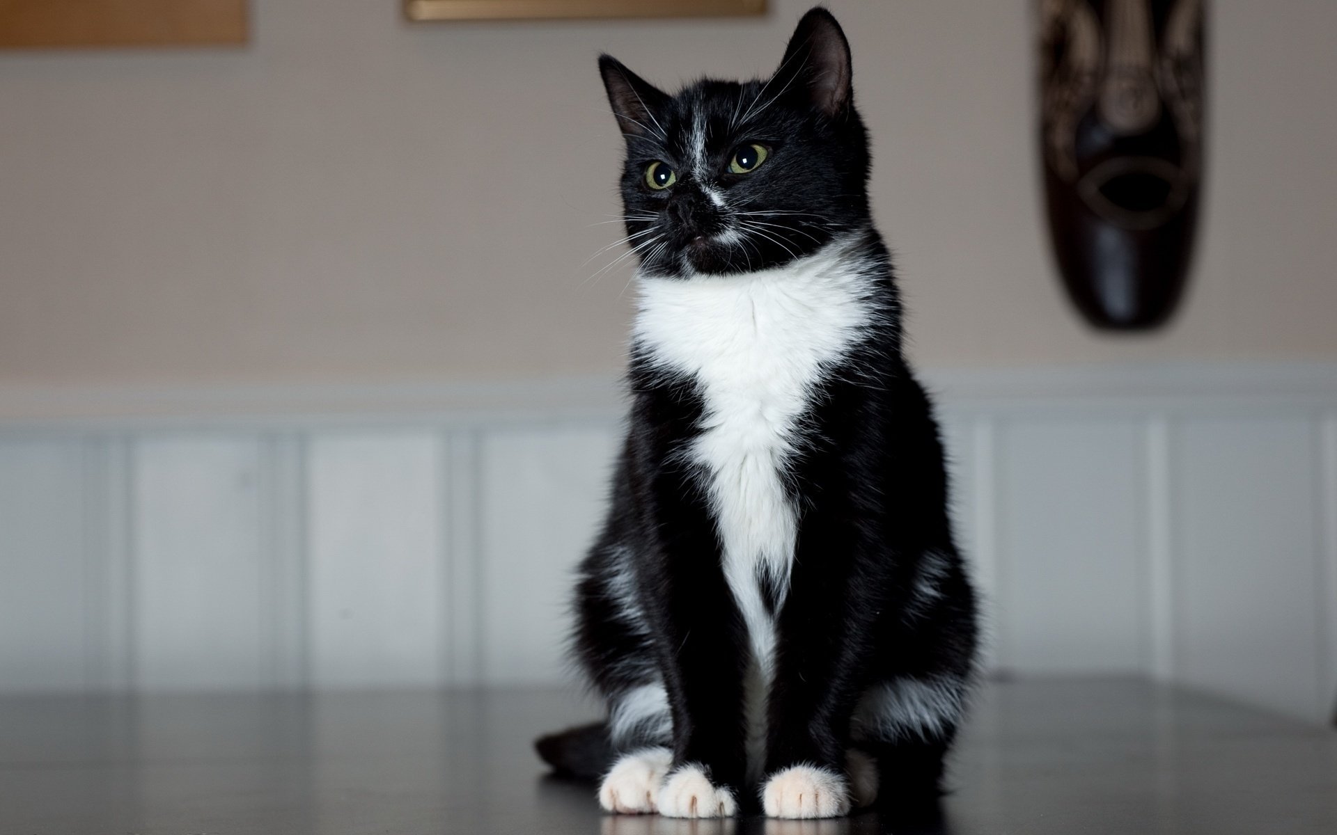 Фото сидящей кошки. Американская короткошёрстная кошка черная. Сибирская биколор короткошерстная. Американская короткошёрстная кошка черно белая. Сибирская черная короткошерстная кошка.