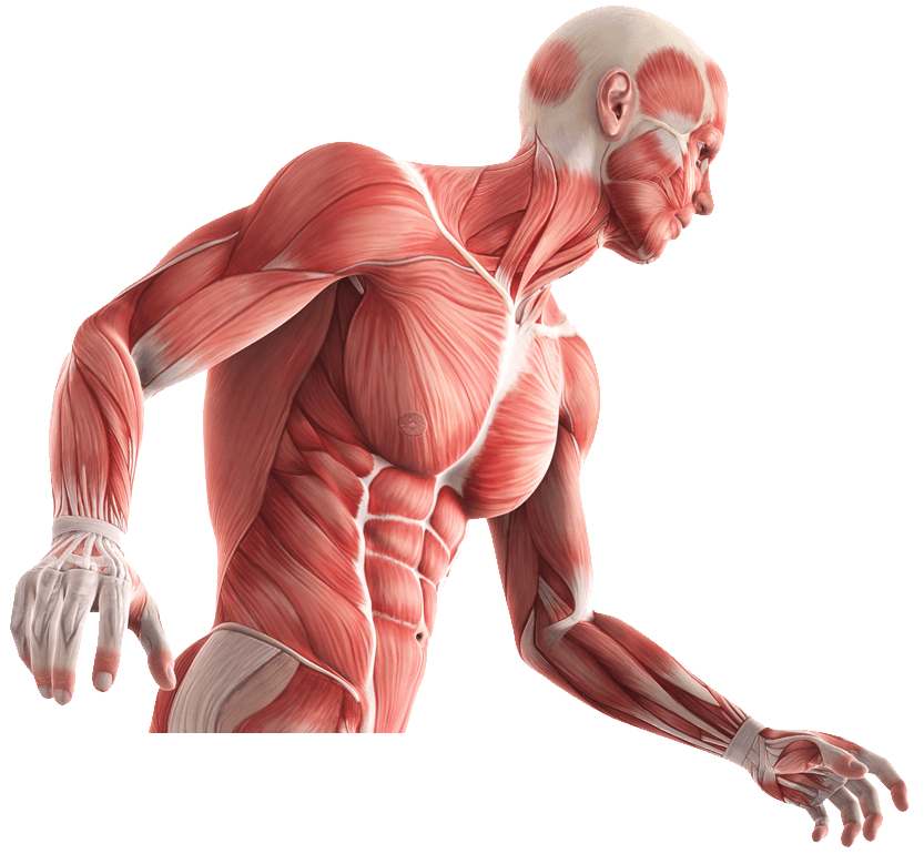 Работа скелетных мышц человека. Мышечный скелет. Мышцы человека. Мускулатура человека. Скелет человека с мышцами.