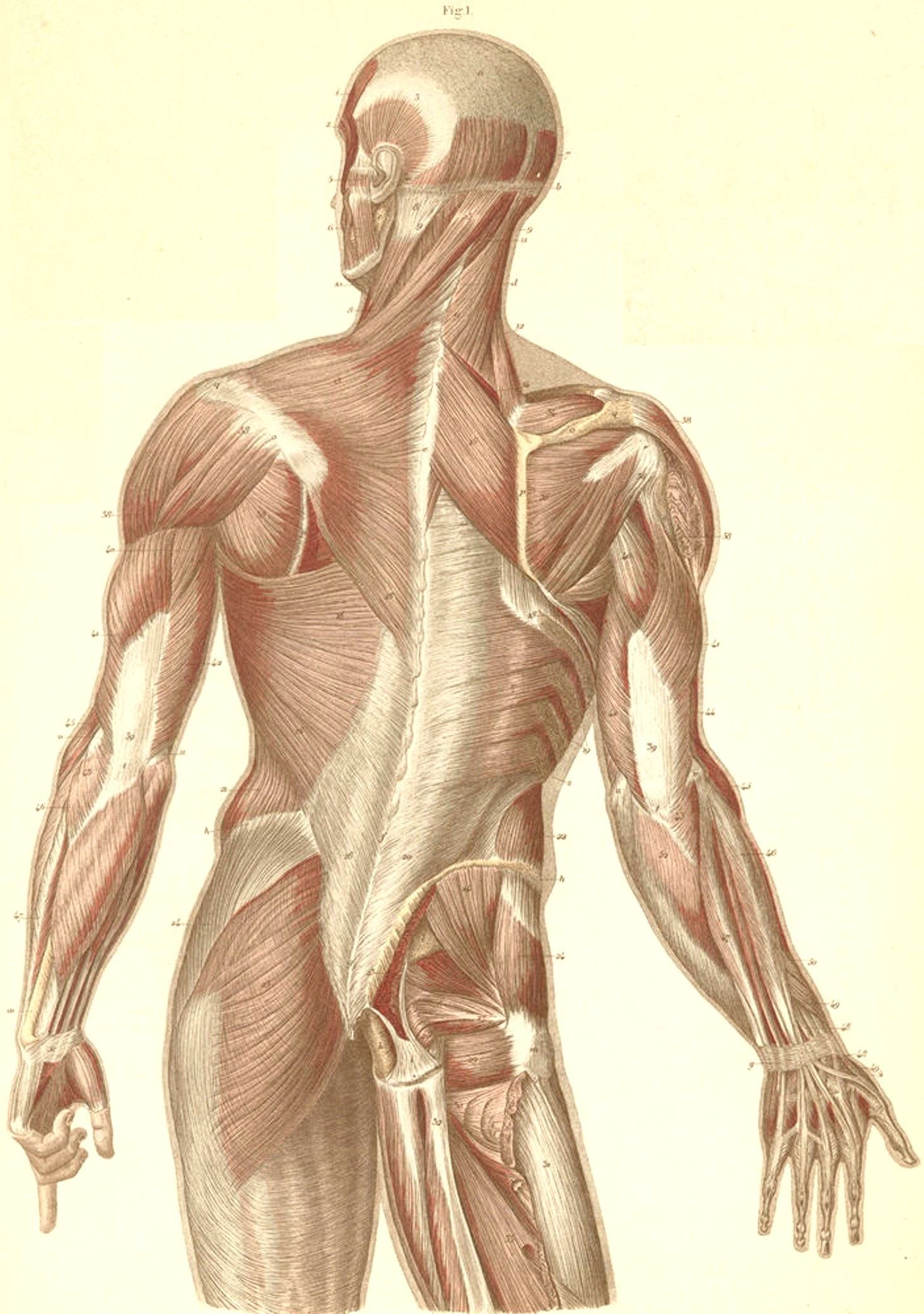 Мышцы картинка. Мышцы человека. Мышечный скелет. Мышечная анатомия человека. Анатомия мышечной системы.