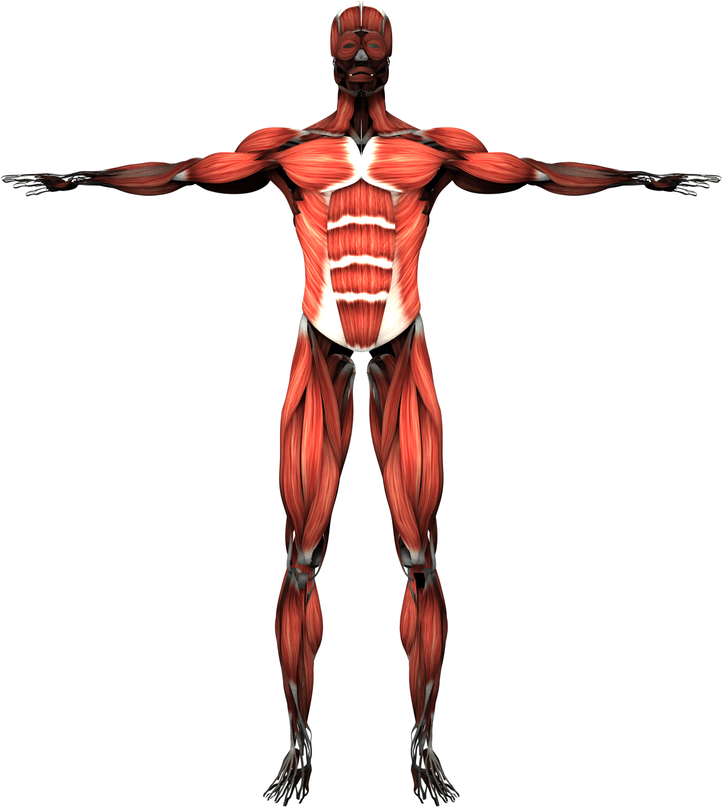 Мышцы картинка. Мышечная система. Скелет с мышцами. Мускулы человека. Мышцы человека на прозрачном фоне.