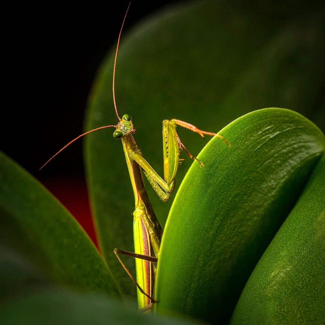 Значение богомолов. Богомол обыкновенный (Mantis religiosa). Богомол Mantis religiosa самка. Мадагаскарский богомол. Земляной богомол.