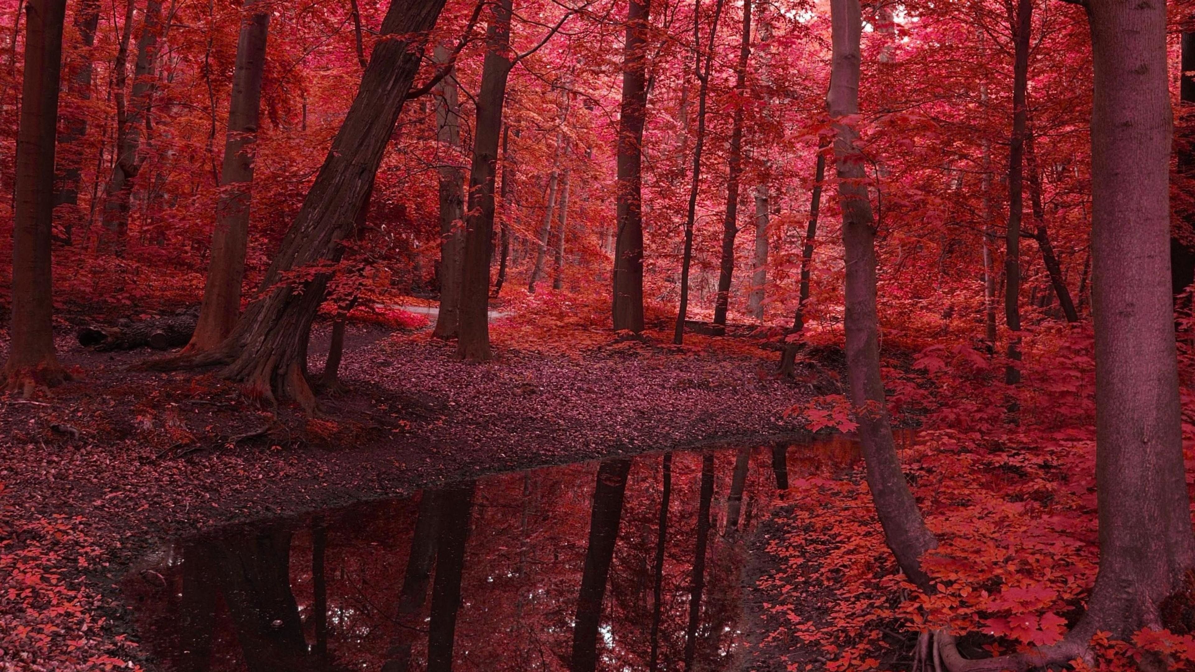 Красные стоки. Красная осень. Кровавый лес. Красный лес. Красное дерево.