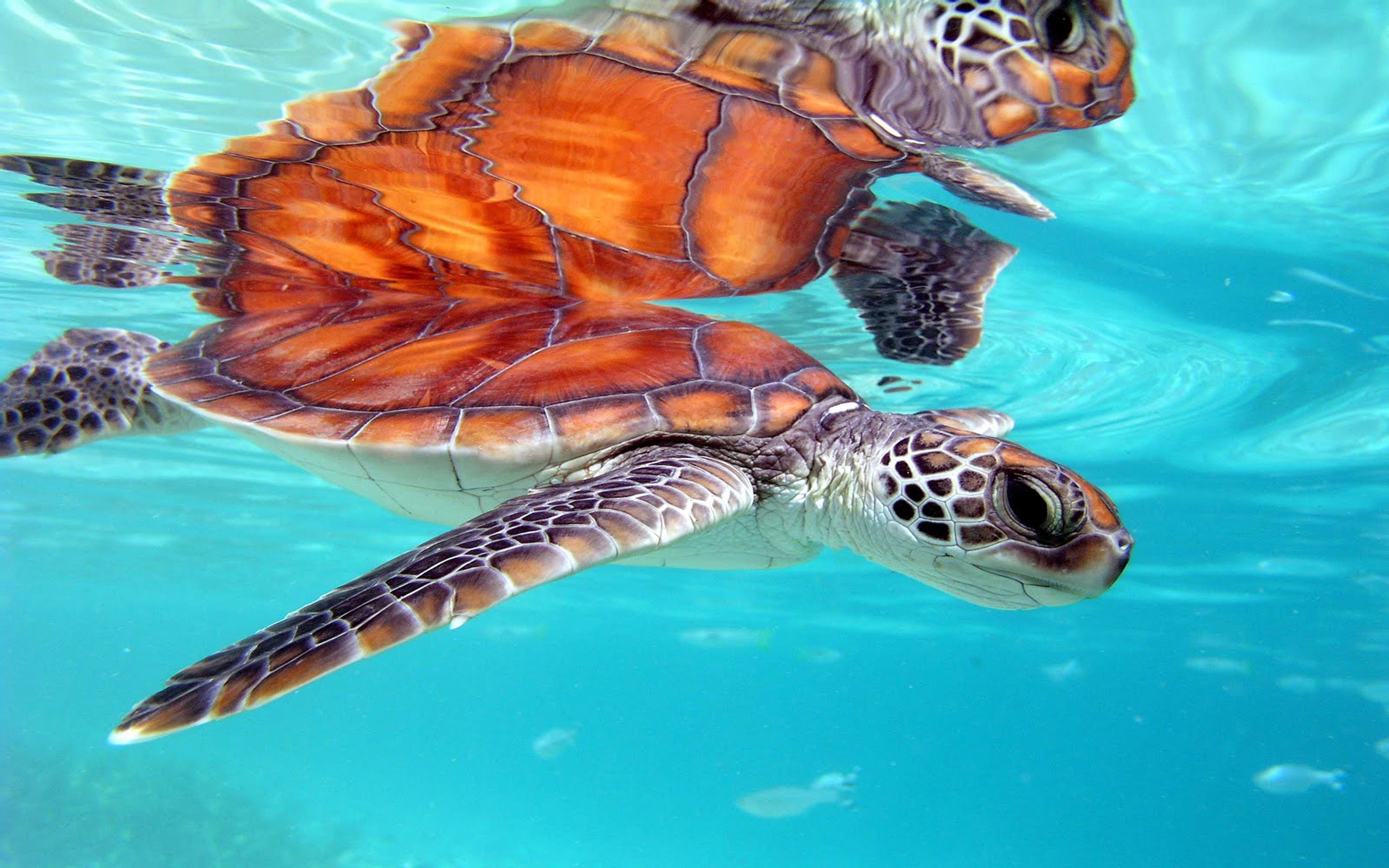 Картинка морская черепаха. Тортуга черепаха Тортуга. Морская черепаха. Морские черепахи Тихого океана. Бора Бора с черепахами.