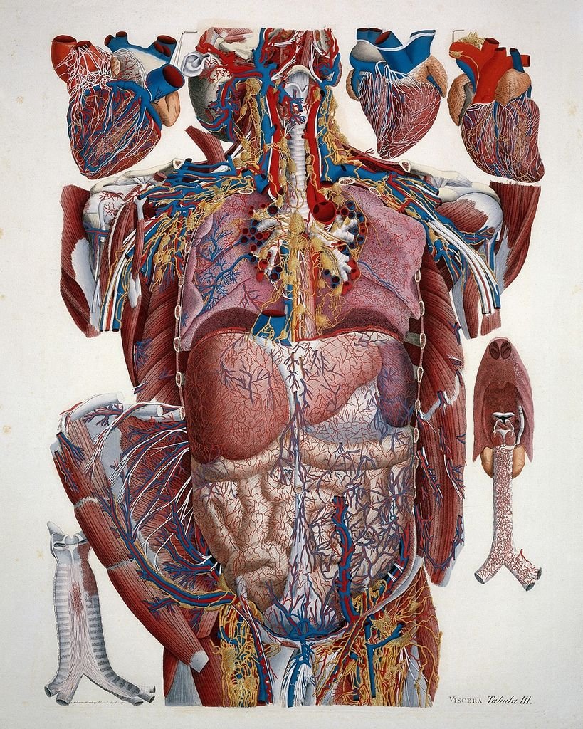 Как выглядят органы человека фото