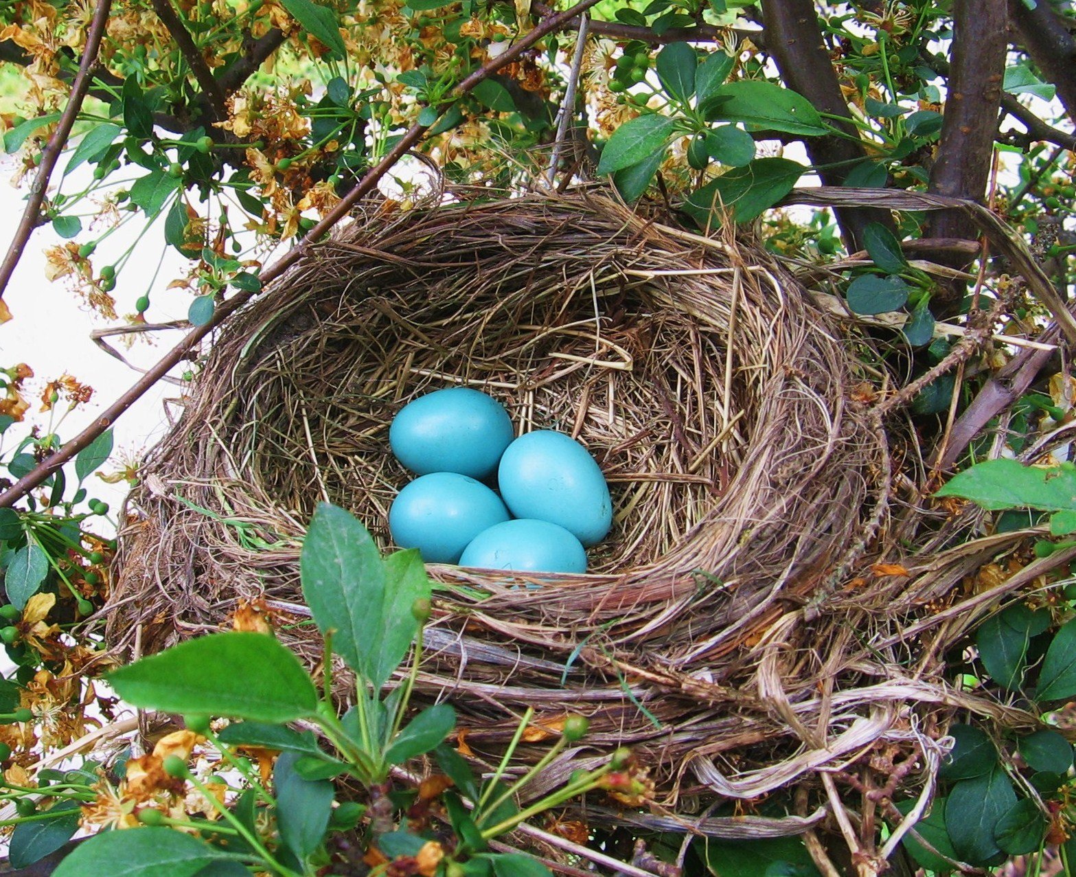Their nests. Гнездо горихвостки. Горихвостка птичка в гнезде. Горихвостка гнездо и яйца. Гнездо зарянки.