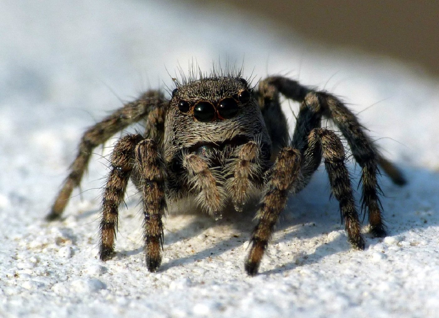 Про паукообразное. Гималайский паук-скакун. Гималайский паук прыгун. Скакунчик Тарантул. Южнорусский Тарантул маленький.
