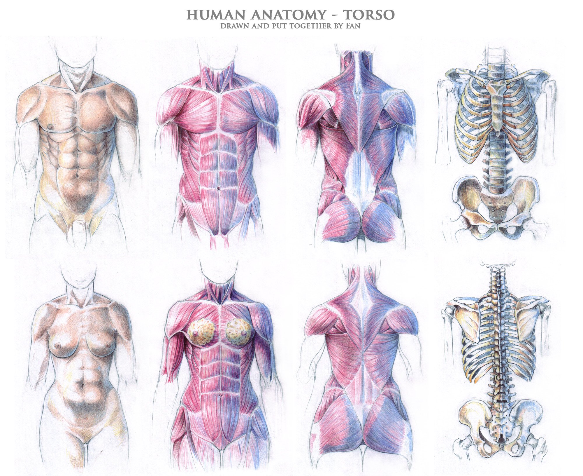 Грудная клетка мужчин и женщин. Анатомия торс человека анатомия. Мышцы торса человека анатомия. Торс человека анатомия референс. Анатомия мышцы торса референс.
