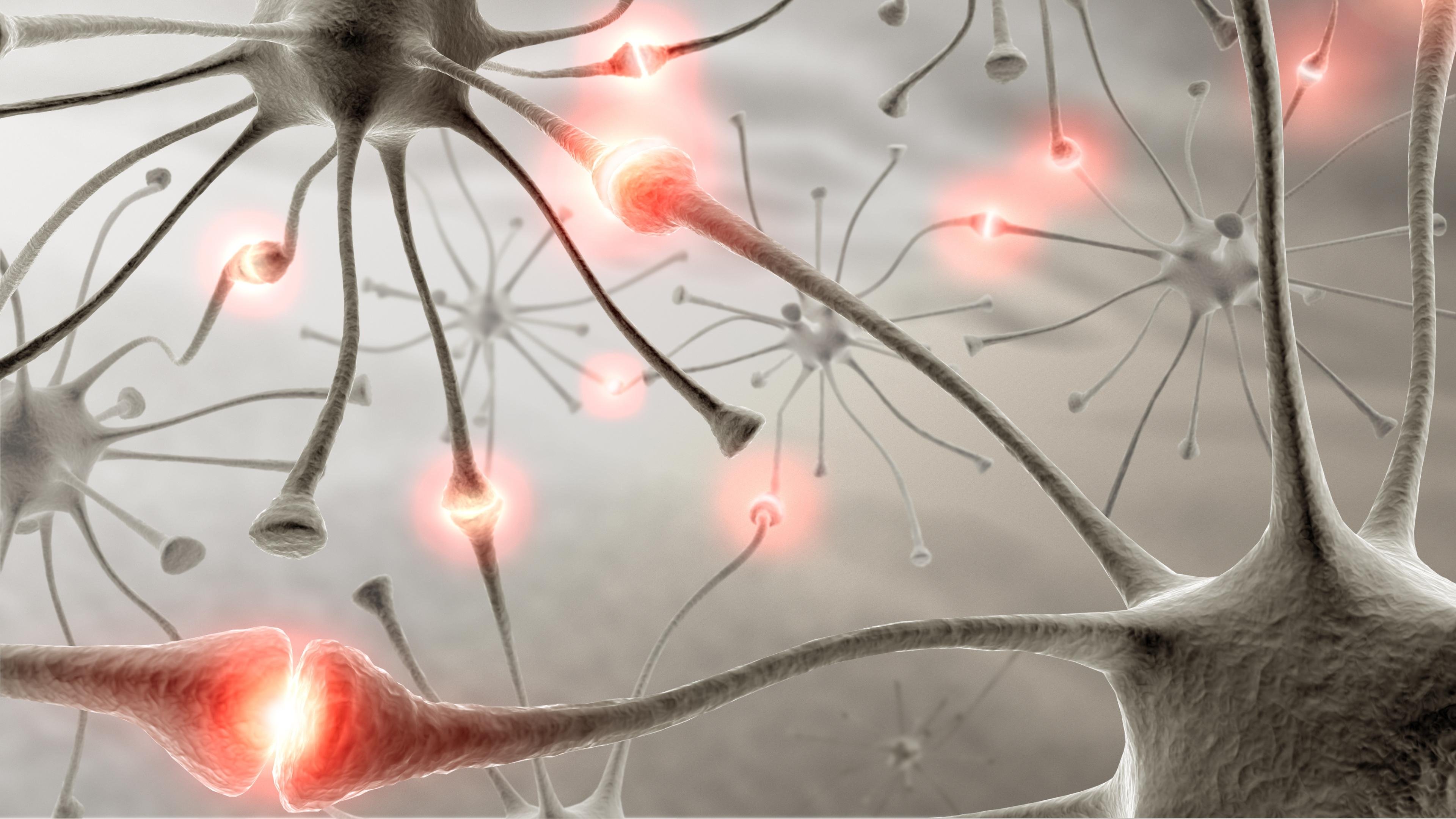 нейронные связи головного мозга картинки