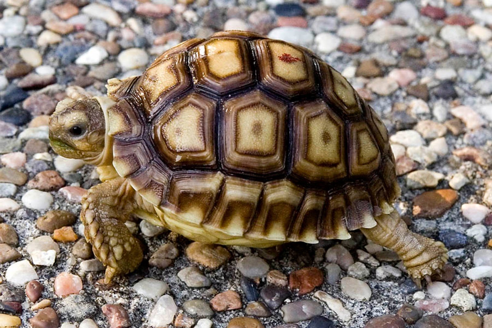 T turtle. Капская крапчатая черепаха. Мадагаскарская клювогрудая черепаха. Глазчатая черепаха. Обыкновенная мускусная черепаха.