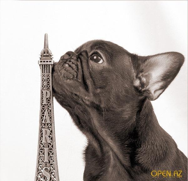 Вышивка ученый француз собачка