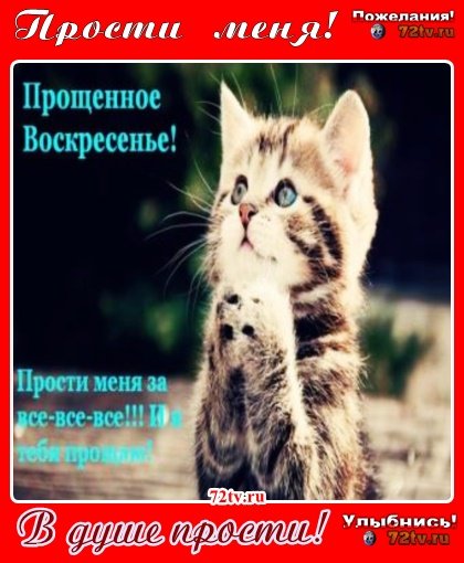 Прощенное воскресенье котики