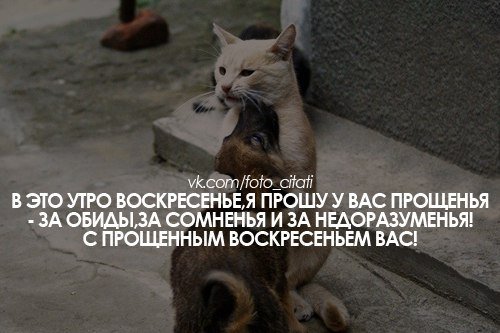 С прощенным воскресеньем Юморные