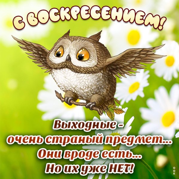 Прикольные поздравления с воскресеньем