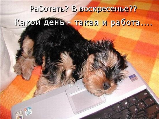 Воскресенье приколы