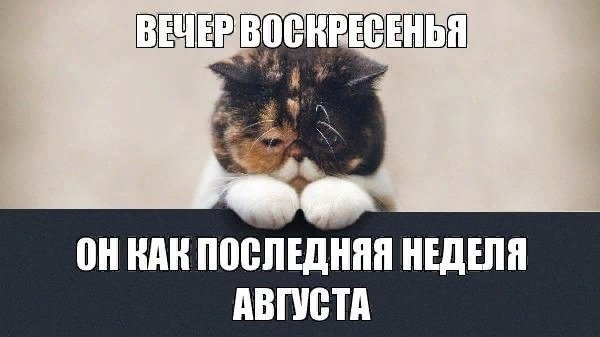 Кот вечер воскресенья