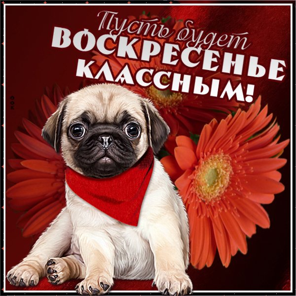 Классного воскресенья прикольные