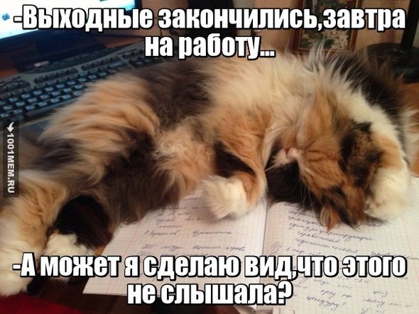 Смешные высказывания про воскресенье