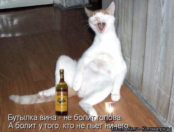 Пьяные коты