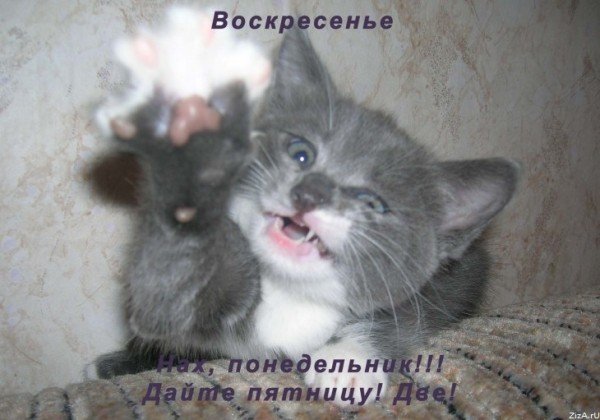 Доброе утро воскресенье прикольные