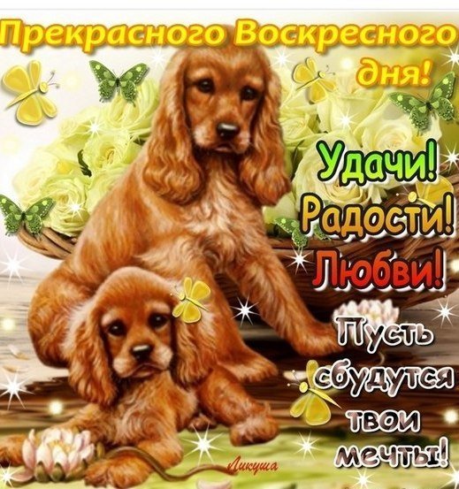 Прикольные поздравления с воскресеньем