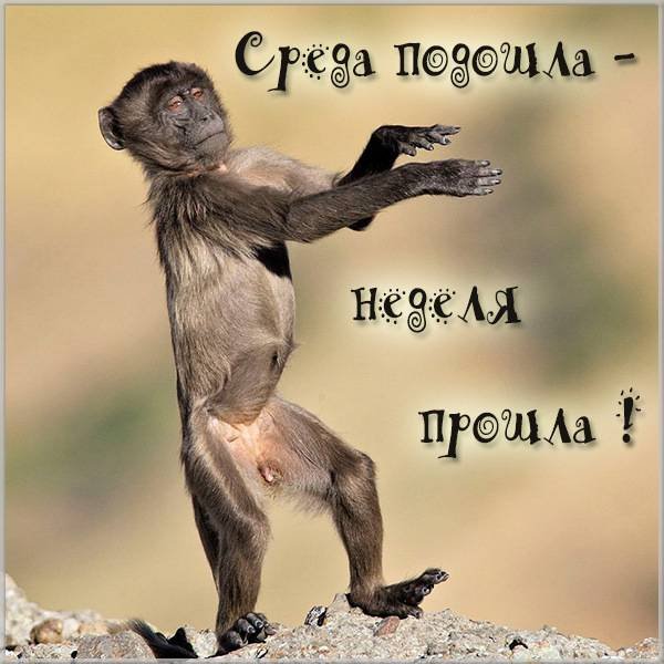 Отличного воскресенья с котами